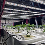 Redfarm 水耕栽培システム 屋内栽培システム 商用 LED 成長ライト 1000W 芽ブースターライト